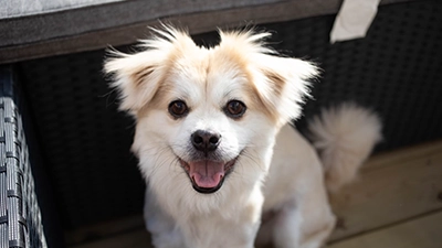 Foto van hond voor standaard pakket