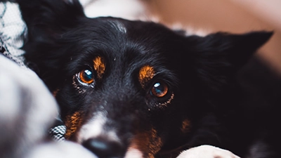 Foto van hond voor standaard pakket